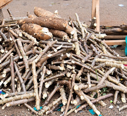 Bouture de manioc